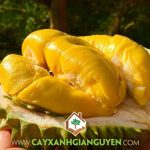 ĐẶC ĐIỂM GIỐNG SẦU RIÊNG MUSANG KING