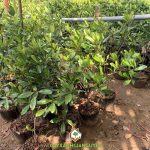 CÁCH TRỒNG CÂY GIỐNG CÀ NA THÁI