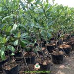 GIÁ CÂY CÀ NA THÁI GIỐNG