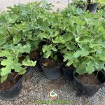 CÂY SUNG MỸ GIỐNG GIÁ BAO NHIÊU?