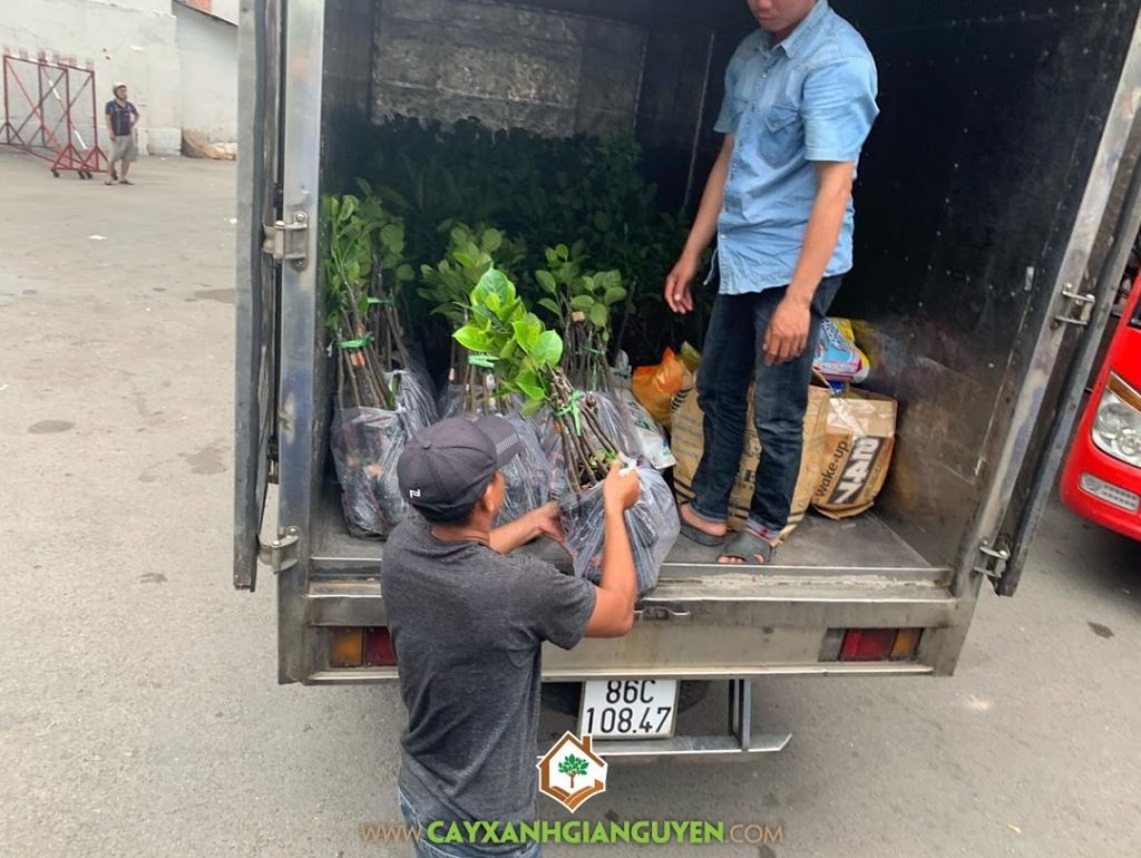 Cây mít không hạt, Giống mít, Mít không hạt, Công ty Cây xanh Gia Nguyễn, Cây mít giống không hạt, Vườn ươm Cây Xanh Gia Nguyễn