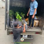 CÂY XANH GIA NGUYỄN CUNG CẤP 100 CÂY MÍT KHÔNG HẠT CHO ANH HÙNG Ở BÌNH THUẬN