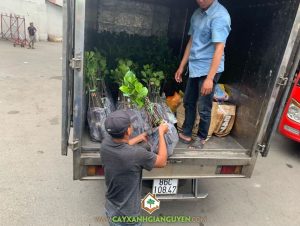 Cây mít không hạt, Giống mít, Mít không hạt, Công ty Cây xanh Gia Nguyễn, Cây mít giống không hạt, Vườn ươm Cây Xanh Gia Nguyễn