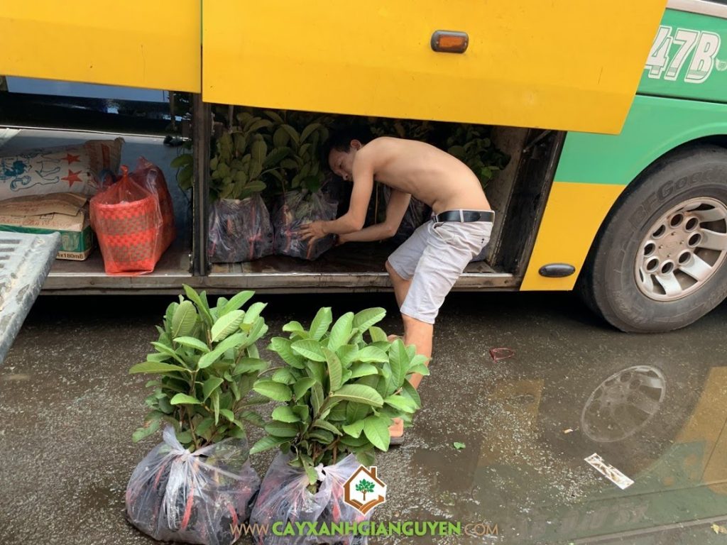 Cây ổi nữ hoàng, Cây ổi tân châu ruột đỏ, Vườn ươm Cây Xanh Gia Nguyễn, Cây ổi giống, Cây ăn trái, Giống ổi