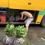 CÂY XANH GIA NGUYỄN CUNG CẤP 120 CÂY ỔI GIỐNG CHO CHỊ MAI Ở GIA LAI