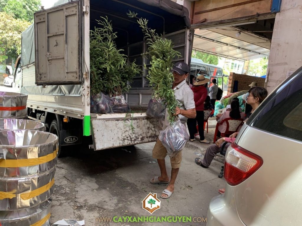 Vườn ươm cây xanh Gia Nguyễn, Cây me thái, Me ngọt Thái Lan, Giống me, Giống me truyền thống, Cây me thái giống