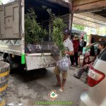 CÂY XANH GIA NGUYỄN CUNG CẤP 600 CÂY ME THÁI CHO ANH BẢO Ở TRI TÔN, AN GIANG