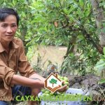 LÀM GIÀU VỚI GIỐNG CÂY CÀ NA THÁI