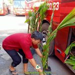 CÂY XANH GIA NGUYỄN CUNG CẤP 80 CÂY CAU ĂN TRẦU CAO 1M CHO ANH LĨNH Ở BÌNH THUẬN