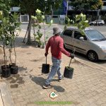 CÂY XANH GIA NGUYỄN CUNG CẤP 10 CÂY MÍT THÁI SIÊU SỚM CAO 1.8M CHO ANH HOÀNG Ở TP.HCM