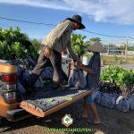 CÂY XANH GIA NGUYỄN CUNG CẤP 500 CÂY MÍT THÁI SIÊU SỚM CHO ANH VŨ VĂN LƯU Ở Q.9, TP.HCM (ĐỢT 2)