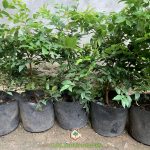 KỸ THUẬT TRỒNG CÂY NHO THÂN GỖ TỨ QUÝ HIỆU QUẢ NHẤT