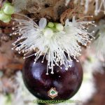 NHO THÂN GỖ TỨ QUÝ TRỒNG BAO LÂU CÓ TRÁI?