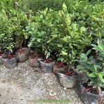 CÂY CHERRY BRAZIL CÓ TRỒNG ĐƯỢC Ở VIỆT NAM?