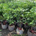 TÌM HIỂU ĐẶC ĐIỂM CÂY CHERRY BRAZIL