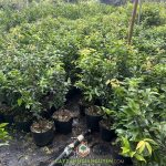 KỸ THUẬT CHĂM SÓC CÂY NHO THÂN GỖ TỨ QUÝ