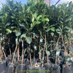 VÌ SAO NGƯỜI DÂN ƯA TRỒNG CÂY BƯỞI RUBY RUỘT ĐỎ?