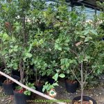 KỸ THUẬT TRỒNG CÂY CHERRY BRAZIL