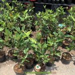 TRỒNG CÂY CHERRY BRAZIL BAO LÂU ĐƯỢC ĂN TRÁI?