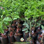 ƯU VÀ NHƯỢC ĐIỂM BƯỞI RUBY RUỘT ĐỎ