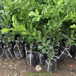 CÁCH TRỒNG VÀ CHĂM SÓC CÂY CHÚC ĐÚNG KỸ THUẬT