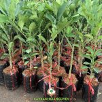 MUA CÂY GIỐNG BƯỞI RUBY RUỘT ĐỎ Ở ĐÂU?