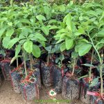 PHÒNG TRỪ SÂU BỆNH CHO CÂY BƯỞI RUBY