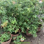 NHO THÂN GỖ TỨ QUÝ BONSAI XU HƯỚNG MỚI MÀ NHIỀU NGƯỜI LỰA CHỌN