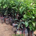 CÁCH TRỒNG VÀ CHĂM SÓC CÂY BƯỞI RUBY RUỘT ĐỎ