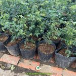 TRUY TÌM ĐỊA CHỈ CUNG CẤP CÂY NHO THÂN GỖ TỨ QUÝ TP HỒ CHÍ MINH