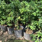 CÁCH PHÒNG TRỪ SÂU BỆNH HẠI CÂY NHO THÂN GỖ TỨ QUÝ