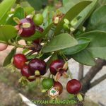 CÂY CHERRY BRAZIL VÀ CHERRY MỸ KHÁC NHAU Ở ĐIỂM NÀO?