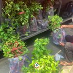 CÂY XANH GIA NGUYỄN CUNG CẤP 600 CÂY CHANH BÔNG TÍM CHO ANH TRƯƠNG VĂN NGÀ Ở BÌNH THUẬN