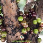 NHO THÂN GỖ TỨ QUÝ VÀ NHO THÂN GỖ THƯỜNG KHÁC NHAU Ở ĐIỂM NÀO?