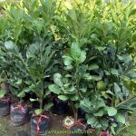 PHÂN BIỆT CÂY BƯỞI NĂM ROI VÀ BƯỞI DA XANH CHUẨN NHẤT