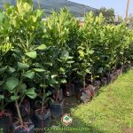 BƯỞI NĂM ROI GIỐNG TRỒNG Ở ĐÂU LÀ THÍCH HỢP?