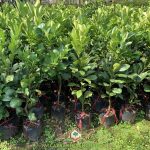 VƯỜN ƯƠM CÂY XANH GIA NGUYỄN CUNG CẤP GIỐNG CÂY BƯỞI NĂM ROI