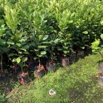 NHỮNG LƯU Ý KHI LỰA CHỌN CÂY GIỐNG BƯỞI NĂM ROI