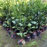 CÁCH CHĂM SÓC BƯỞI NĂM ROI ĐẠT NĂNG SUẤT CAO