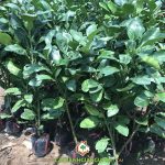 BẠN ĐÃ BIẾT NGUỒN GỐC BƯỞI NĂM ROI Ở ĐÂU CHƯA?