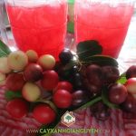 QUẢ CÂY SIRO ĂN ĐƯỢC KHÔNG VÀ LỜI GIẢI ĐÁP CHI TIẾT