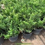 GIỐNG CÂY SIRO CÓ ĐẮT KHÔNG?