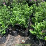 KỸ THUẬT TRỒNG CÂY SIRO GIỐNG