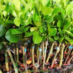 MUA CÂY GIỐNG MÍT TRÁI DÀI MALAYSIA Ở ĐÂU?