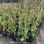 MÁCH BẠN CÁCH NHÂN GIỐNG CÂY HOA THIÊN LÝ