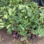 CÂY MẬN XANH TAM HOA TRỒNG Ở ĐÂU?