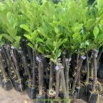 KỸ THUẬT TRỒNG CÂY MÍT RUỘT ĐỎ LÁ BẦU