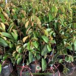 MUA CÂY GIỐNG VÚ SỮA MICA Ở ĐÂU?