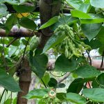 CÂY HOA THIÊN LÝ TRỒNG NHƯ THẾ NÀO?