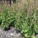 TÌM HIỂU VỀ GIỐNG HOA THIÊN LÝ